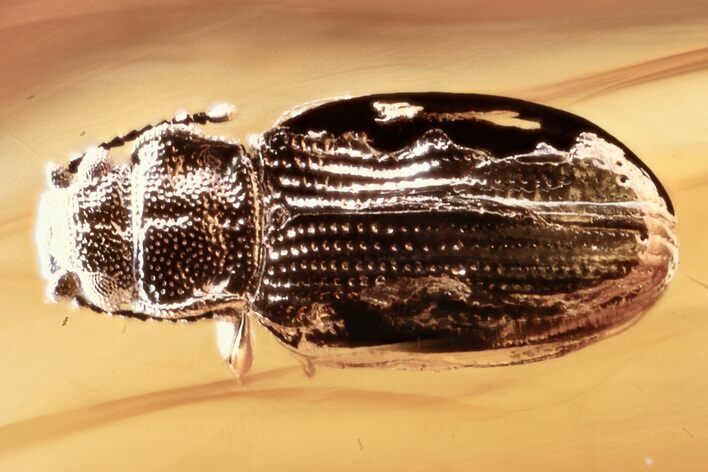 Fossil Fungus Beetle (Enicmus) in Baltic Amber #310905